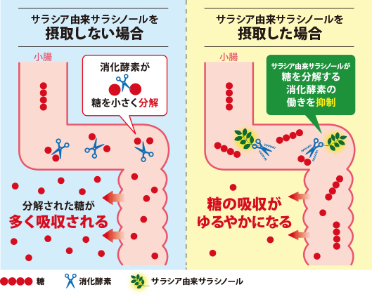 サラシア由来サラシノールは、糖を分解し吸収しやすくする消化酵素の働きを抑制して、糖の吸収をゆるやかにします。