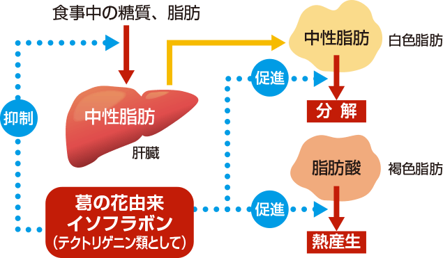 「葛の花由来イソフラボン」（テクトリゲニン類として）は肝臓での脂肪合成を抑制し、白色脂肪での脂肪分解と褐色脂肪での熱産生を促進することで体重やおなかの脂肪、ウエストサイズを減らすのを助けます。