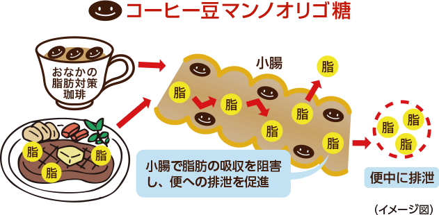 「コーヒー豆マンノオリゴ糖」　作用メカニズム