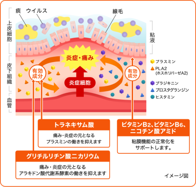 炎症を起こしてしまったのどはこんな状態に…