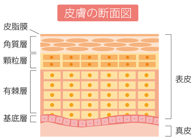 皮膚の一番外側にある表皮は「角質層」「顆粒層」「有棘層」「基底層」の4層に分かれている。