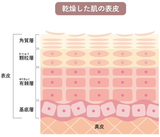 肌内部からの水分蒸発を防ぎ、バリア機能の役割を果たしている「皮脂膜」と「角質層」。これらがダメージを受けると乾燥肌に。