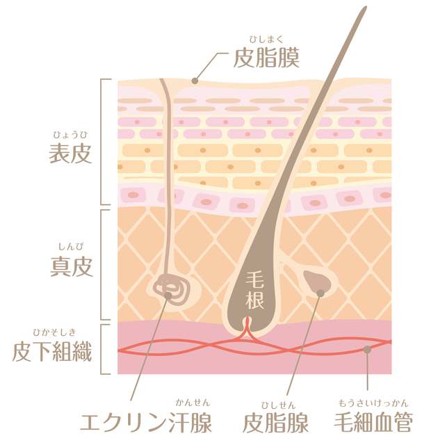 皮膚の表面をおおう皮脂膜は、水分の蒸発を防ぐ天然のクリーム。