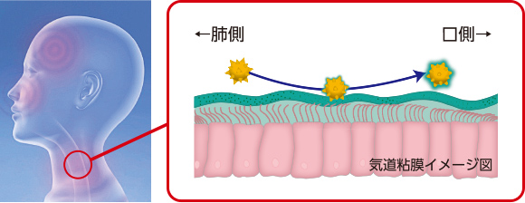 気道粘膜バリア