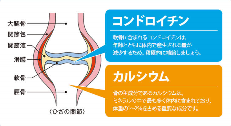 軟骨に含まれるコンドロイチンは、年齢とともに体内で産生される量が減少するため、積極的に補給しましょう！ 骨の主成分であるカルシウムは、ミネラルの中で最も多く体内に含まれており、体重の1～2％を占める重要な成分です。