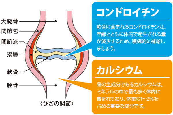 軟骨に含まれるコンドロイチンは、年齢とともに体内で産生される量が減少するため、積極的に補給しましょう！ 骨の主成分であるカルシウムは、ミネラルの中で最も多く体内に含まれており、体重の1～2％を占める重要な成分です。