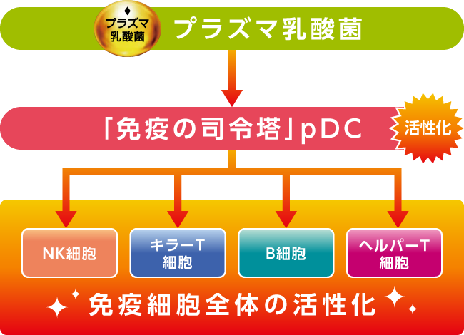 プラズマ乳酸菌が健康な人の 免疫機能をサポートするメカニズム