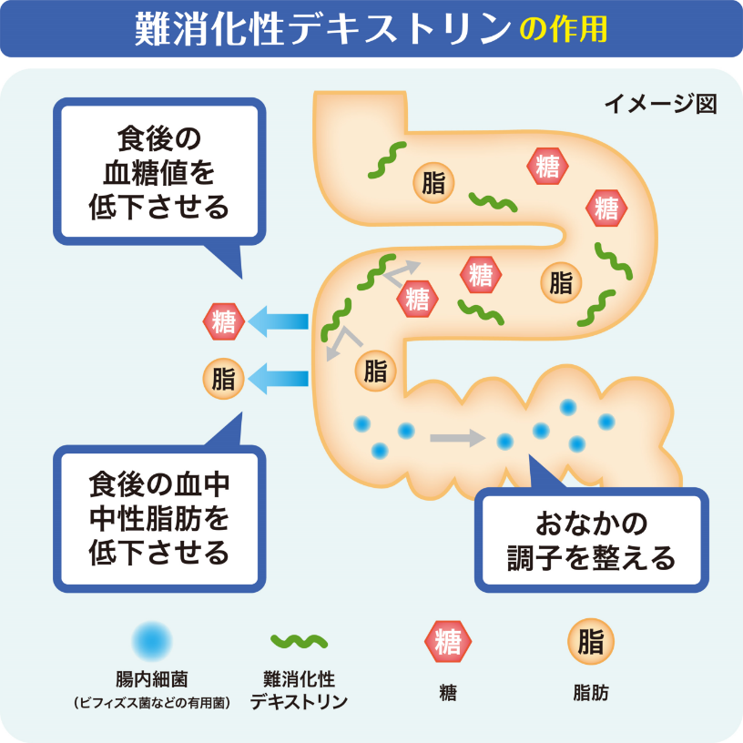 難消化性デキストリンの作用