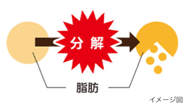 脂肪の分解促進のイメージ図