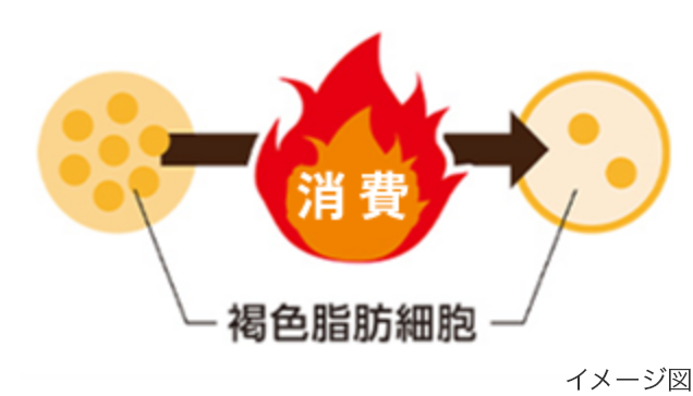 脂肪の消費促進のイメージ図