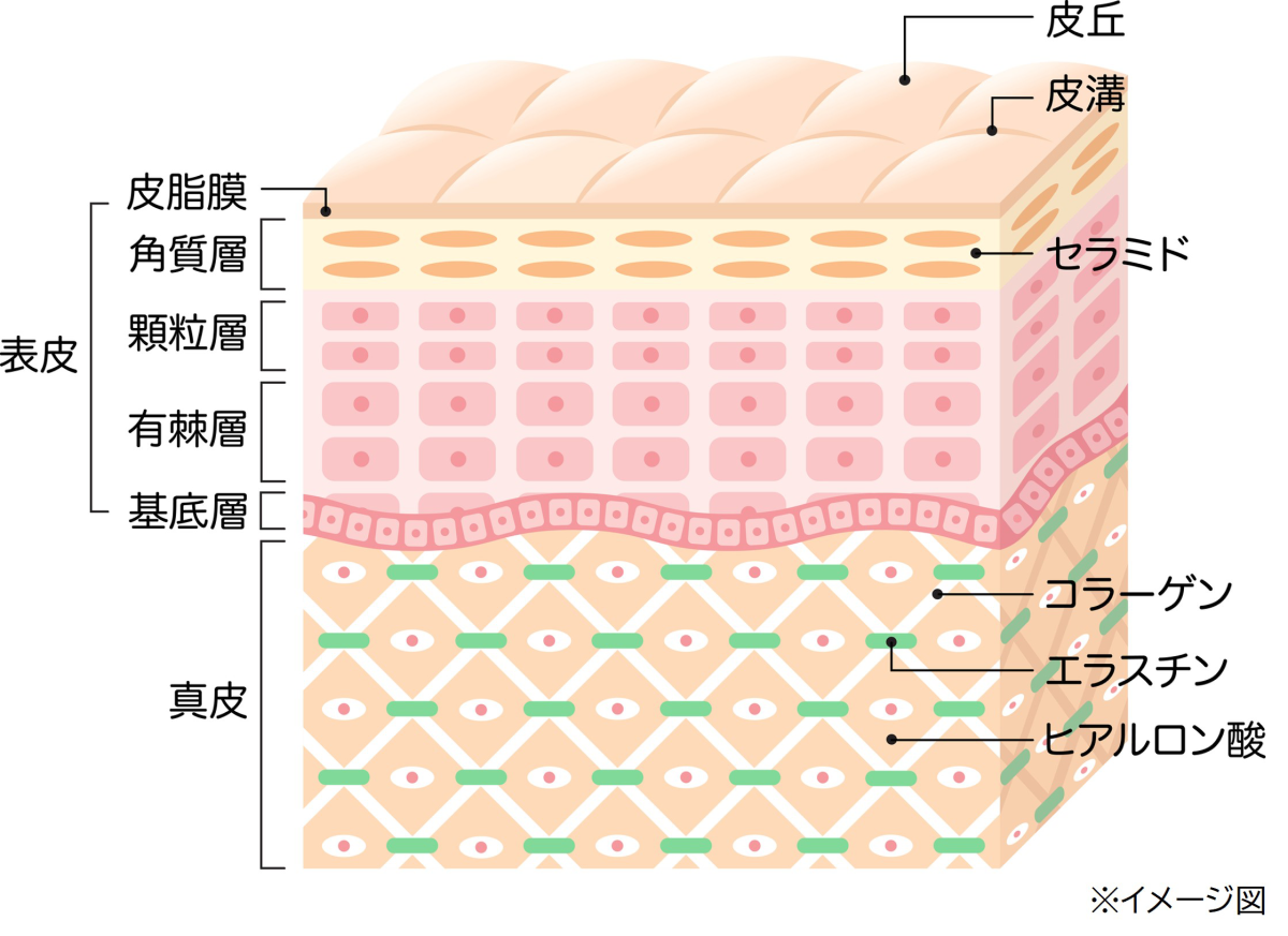 皮膚の構造と真皮層に分布しているヒアルロン酸のイメージ図