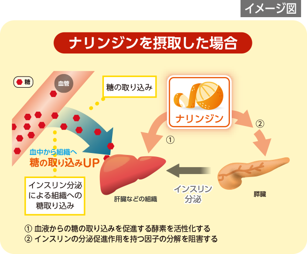 作用メカニズム （細胞試験等からの推定）