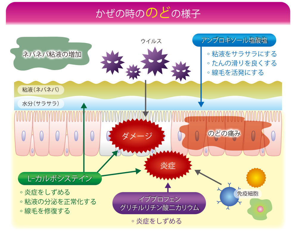 かぜの時ののどの様子が書かれている画像