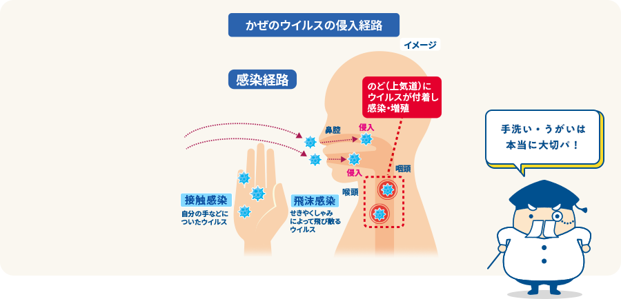 かぜのウイルスの侵入経路