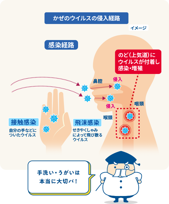 かぜのウイルスの侵入経路