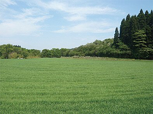 水溶けの良い美味しい青汁