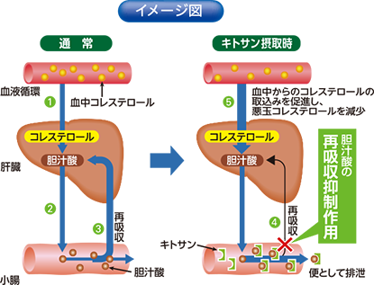 作用メカニズム