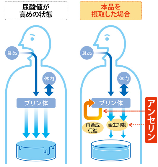 アンセリンの作用メカニズム