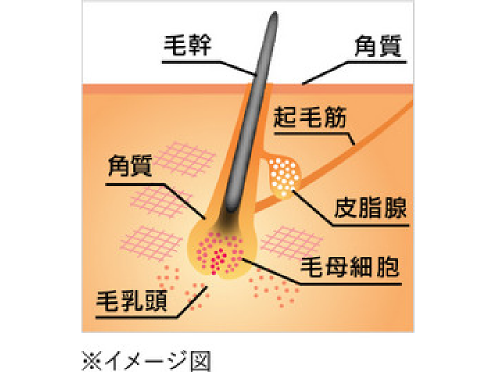 頭皮ケアの基礎知識 頭皮の仕組みと働き