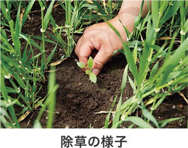 除草の様子