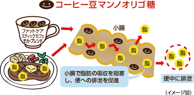 「コーヒー豆マンノオリゴ糖」　作用メカニズム
