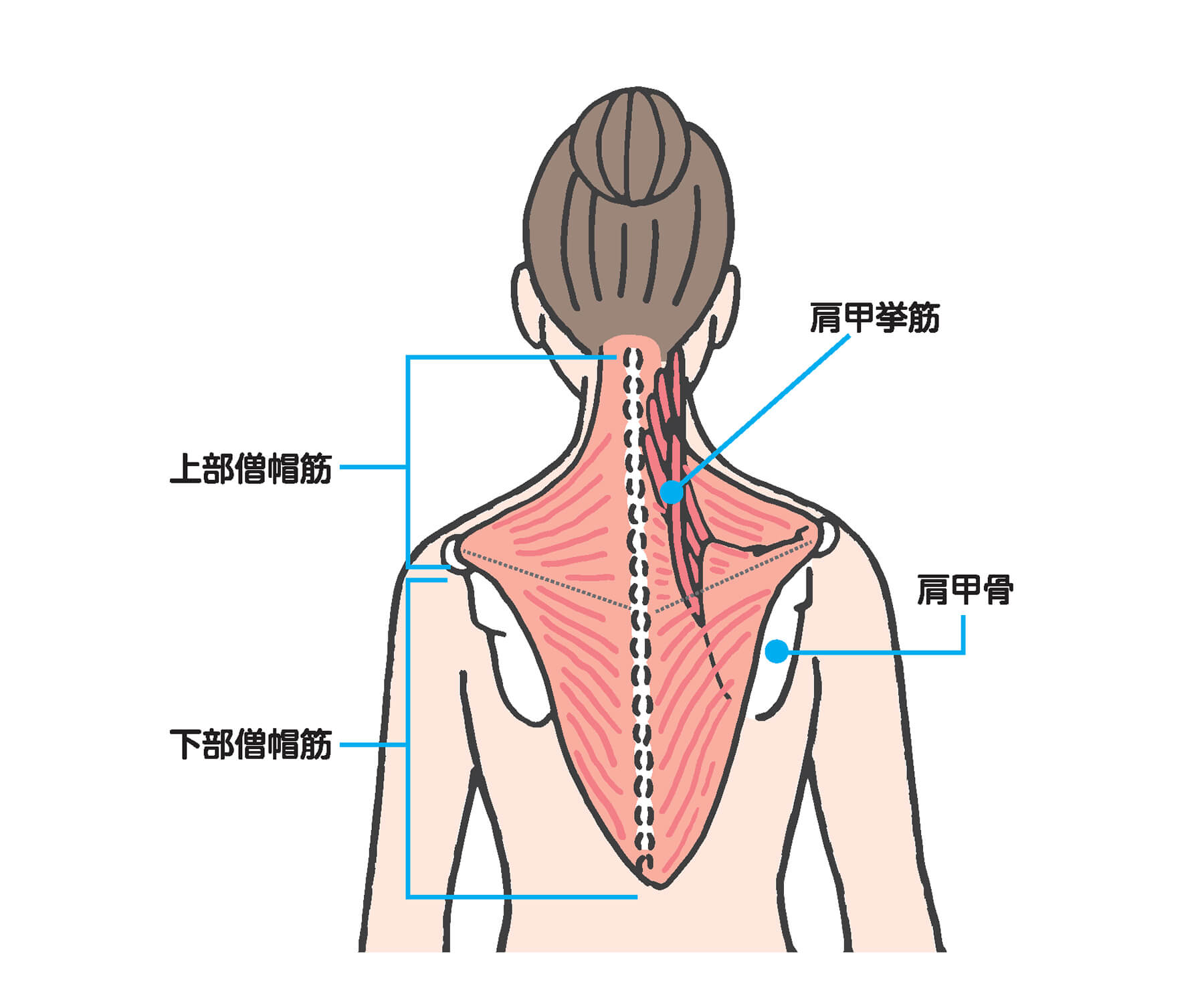 ［こりやすい首の筋肉］