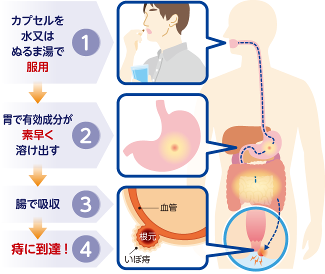 ソフトカプセル効果発現の仕組みのイラスト。1.カプセルを水又はぬるま湯で服用、2.井出有効成分が素早く溶けだす、3.腸で吸収、4.時に到達