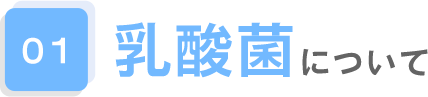 01.乳酸菌について