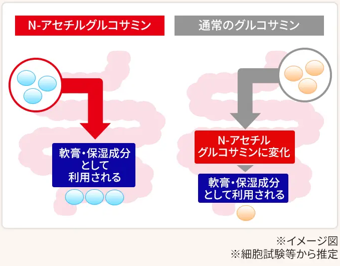 ひざ関節に悩みを改善するN-アセチルグルコサミンの働き