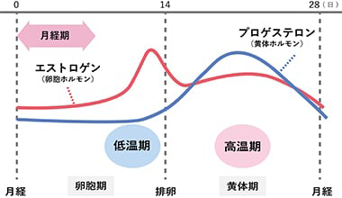 生理周期と女性ホルモンの変化