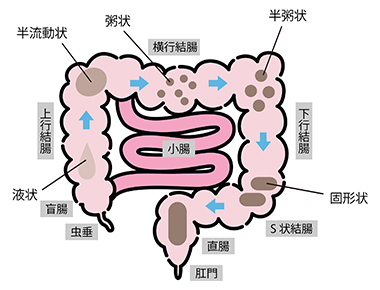 腸が動く「ぜん動運動」とは？