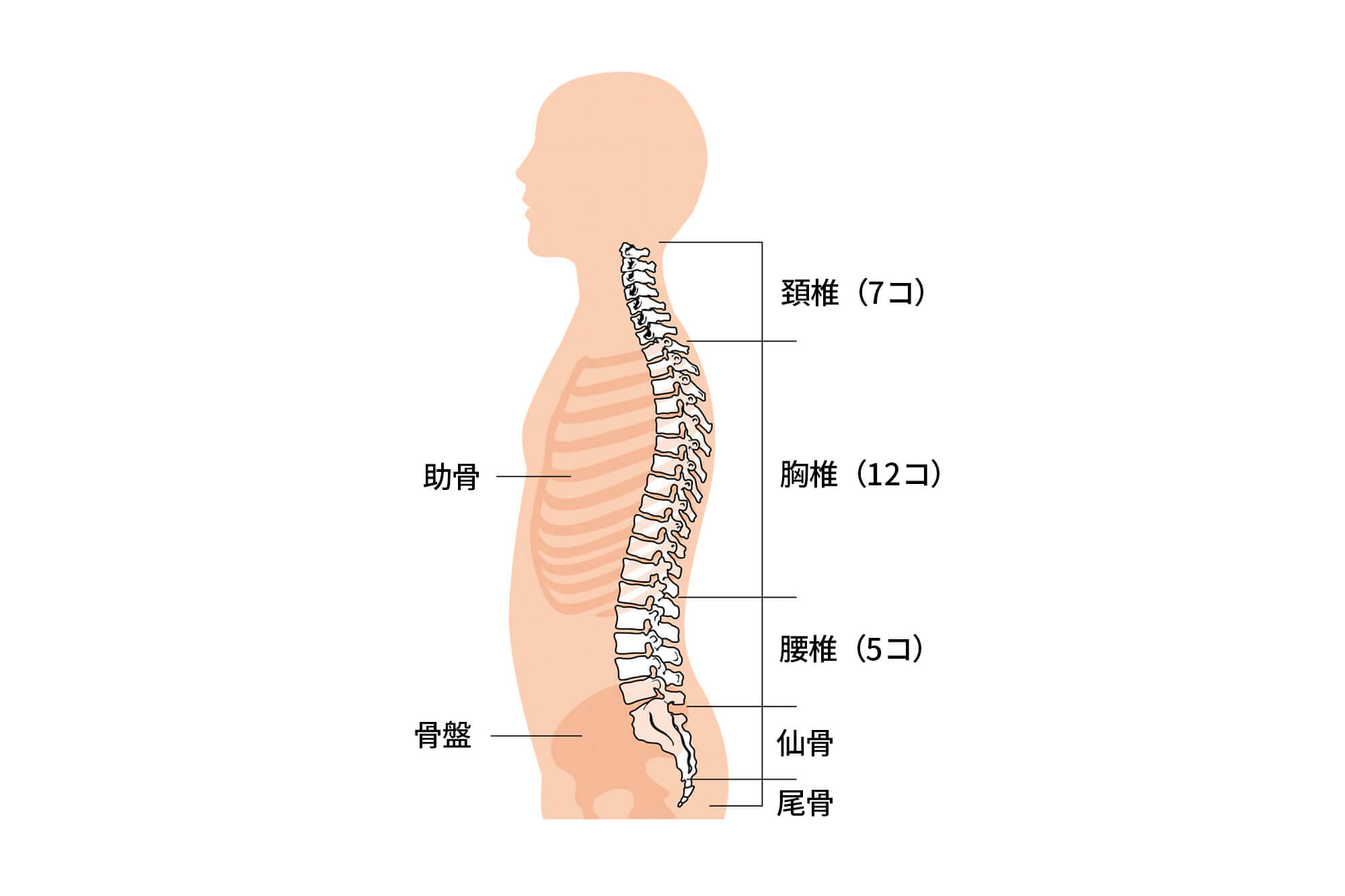 背骨（脊椎）の構造