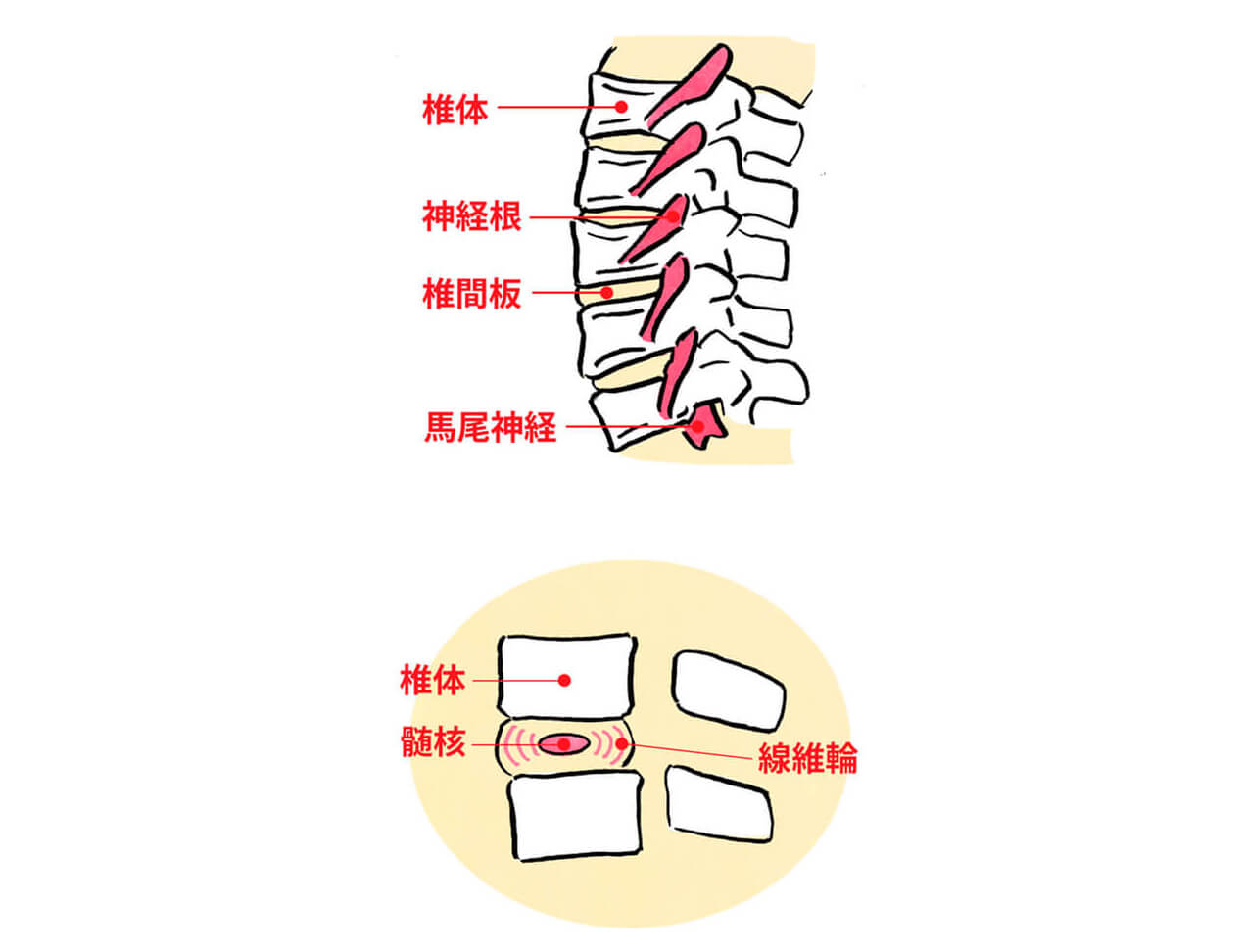 腰椎と椎間板の構造