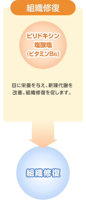 4つの有効成分が、ものもらい・結膜炎の 原因菌の繁殖を抑え、かゆみなどの炎症を鎮め、 炎症で傷ついた目の状態を改善します。