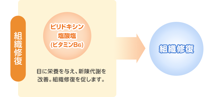 4つの有効成分が、ものもらい・結膜炎の 原因菌の繁殖を抑え、かゆみなどの炎症を鎮め、 炎症で傷ついた目の状態を改善します。