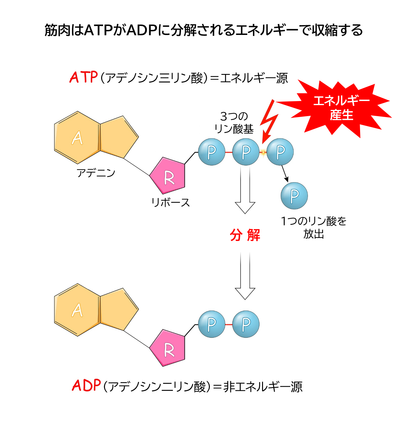 筋肉はATPがADPに分解されるエネルギーで収縮する