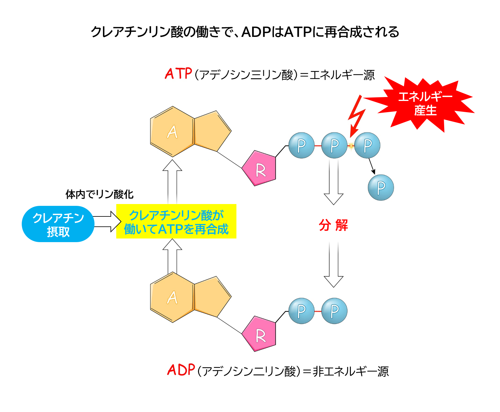 クレアチンとは？その効果とメカニズム