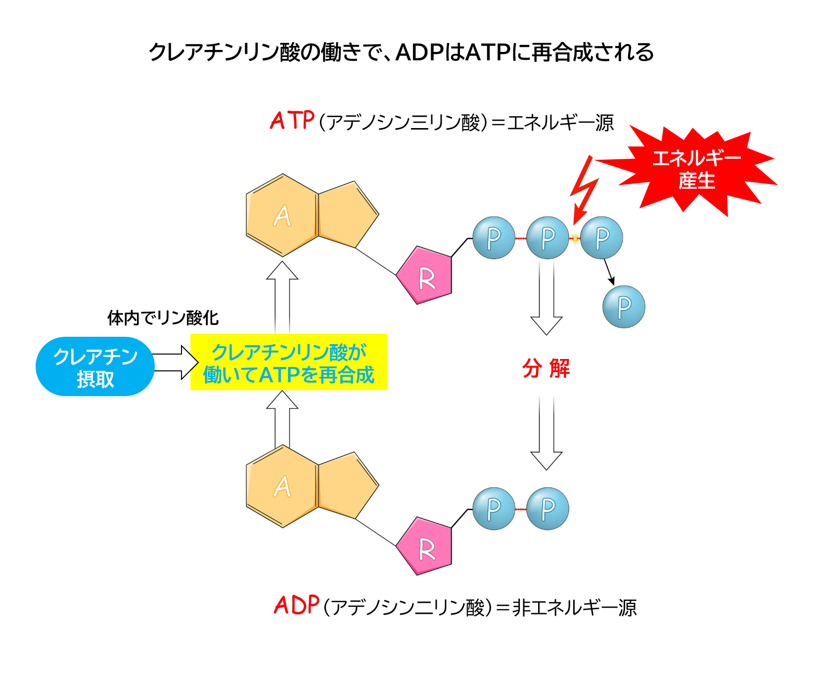 クレアチンリン酸の働きで、ADPはATPに再合成される。クレアチンの量が増えれば、筋肉の強い力をより長い時間維持することが可能。
